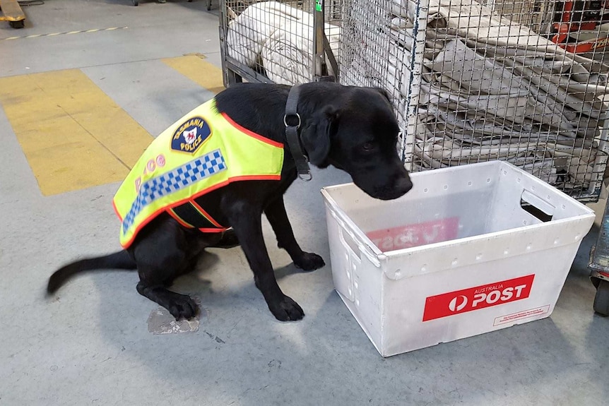 Police dog sitting in mail depot.