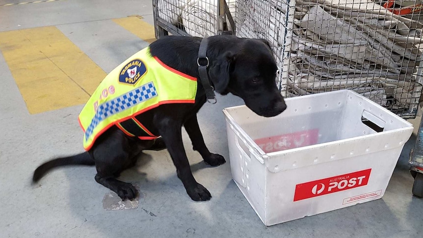 Police dog sitting in mail depot.