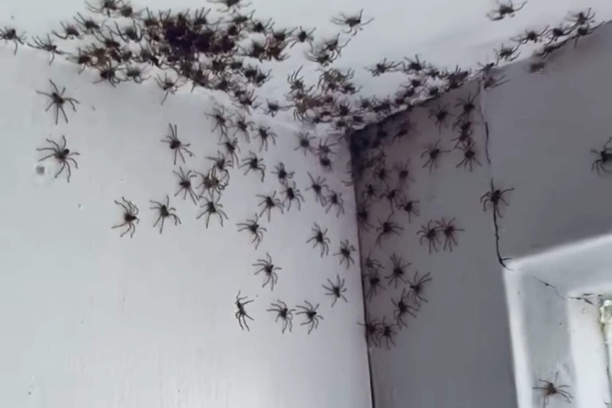 Hundreds of baby huntsman spiders on a ceiling
