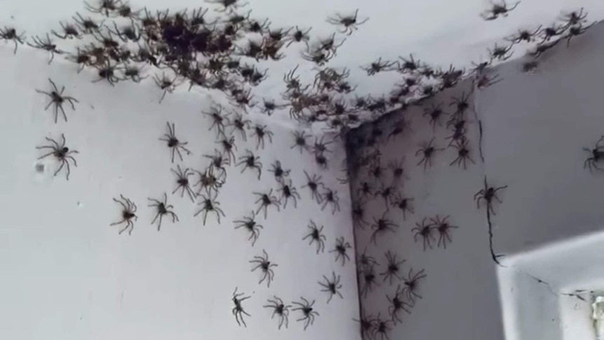 Hundreds of baby huntsman spiders on a ceiling