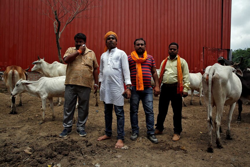 Four members of a Hindu nationalist vigilante group pose surrounded by cows.