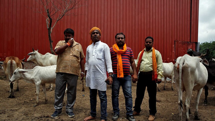 Four members of a Hindu nationalist vigilante group pose surrounded by cows.