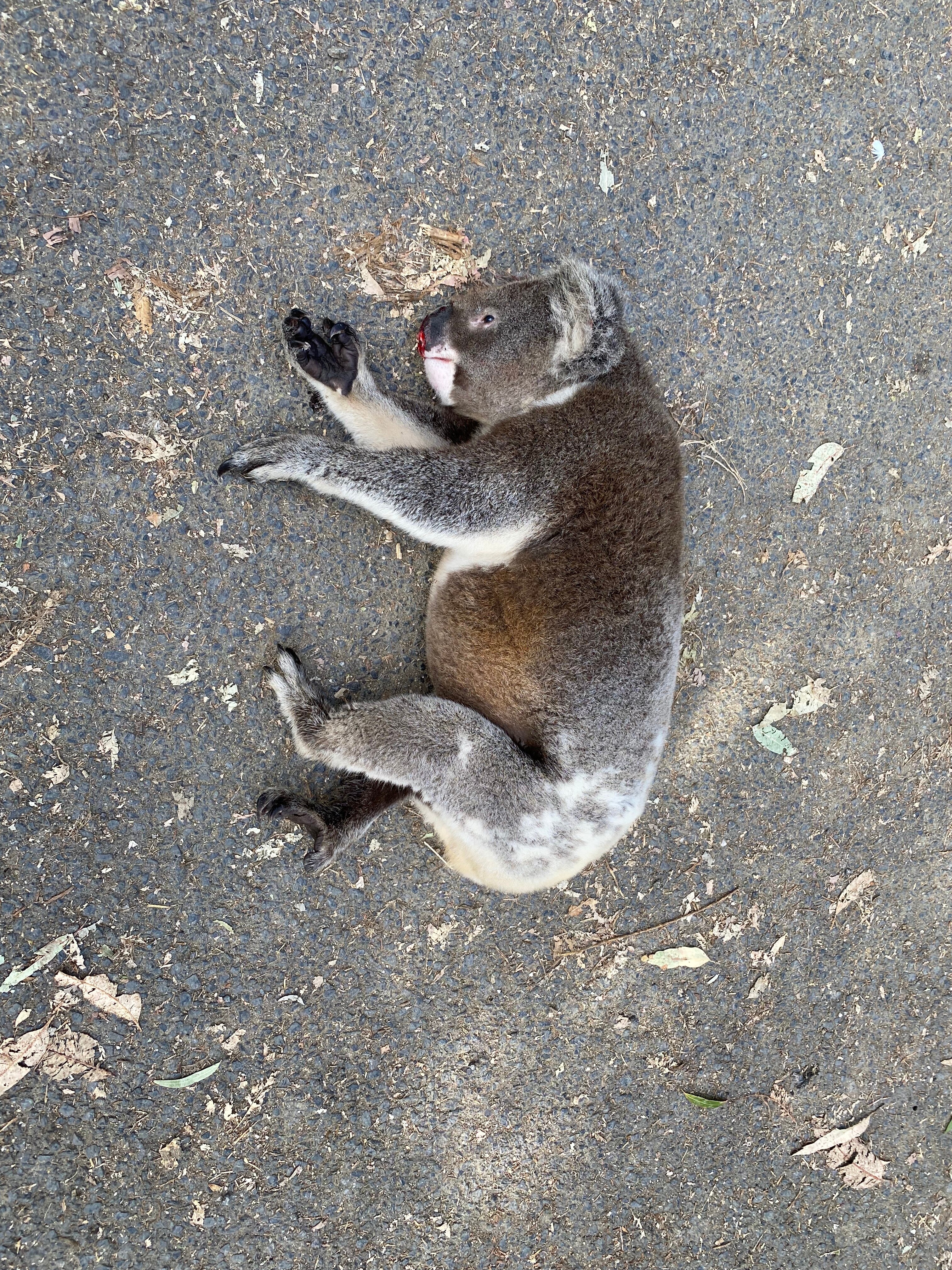 NSW North Coast vet urges drivers to take care as koala kindergarten