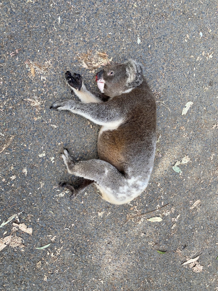 A dead koala lies dead on a road