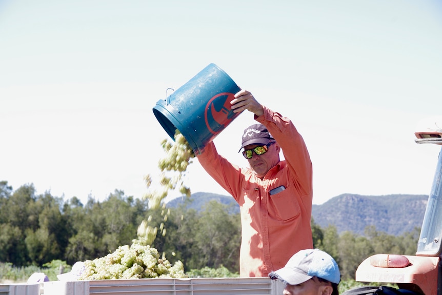 A man empties a bucket of grapes into a container.