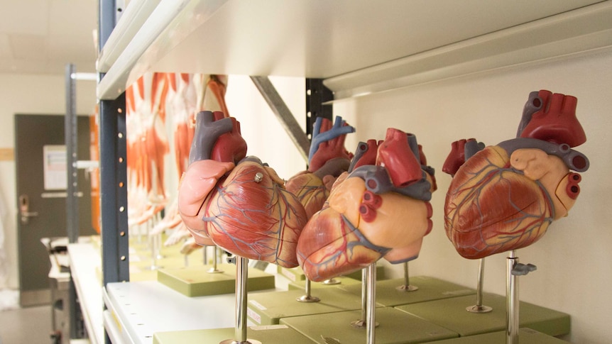 Plastic models of human hearts on a shelf.