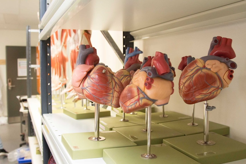 Plastic models of human hearts on a shelf.