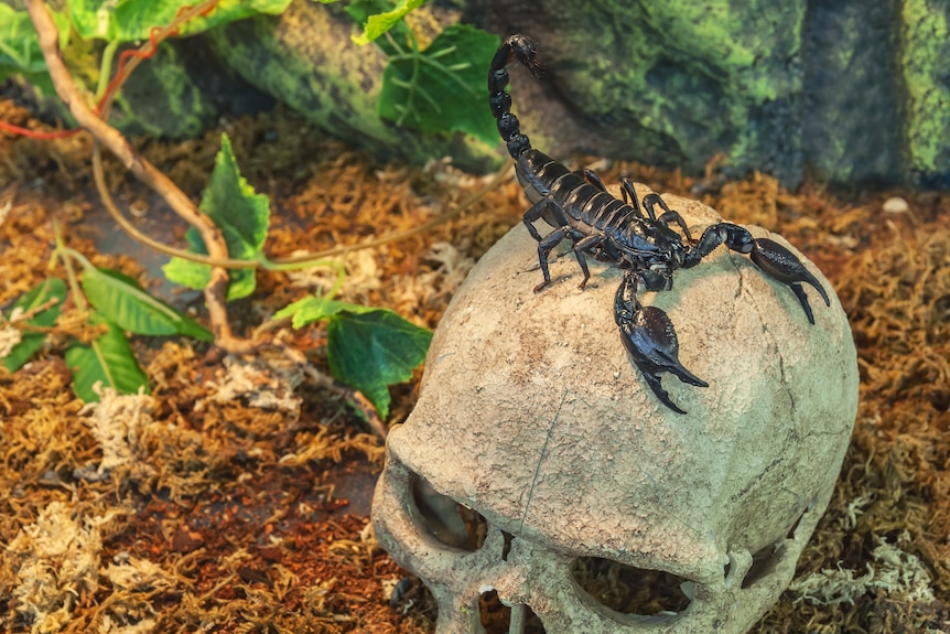 A scorpion in a tank.