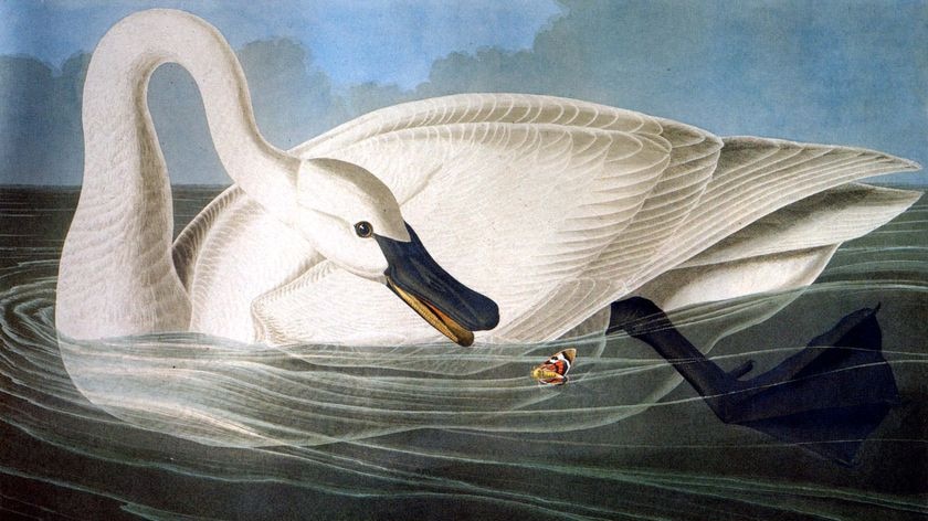A swan from John James Audubon's Birds Of America
