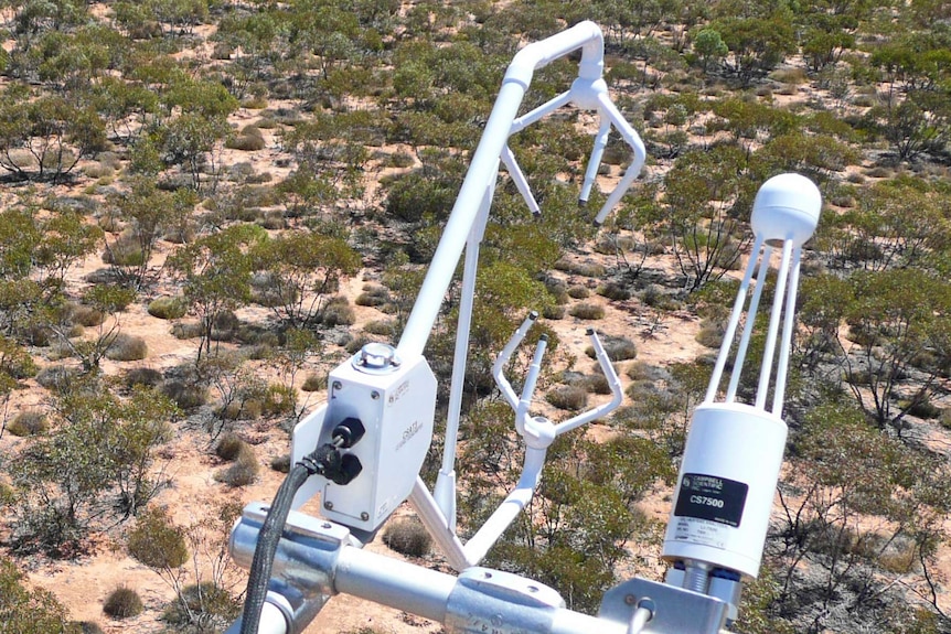 Flux tower monitors vegetation