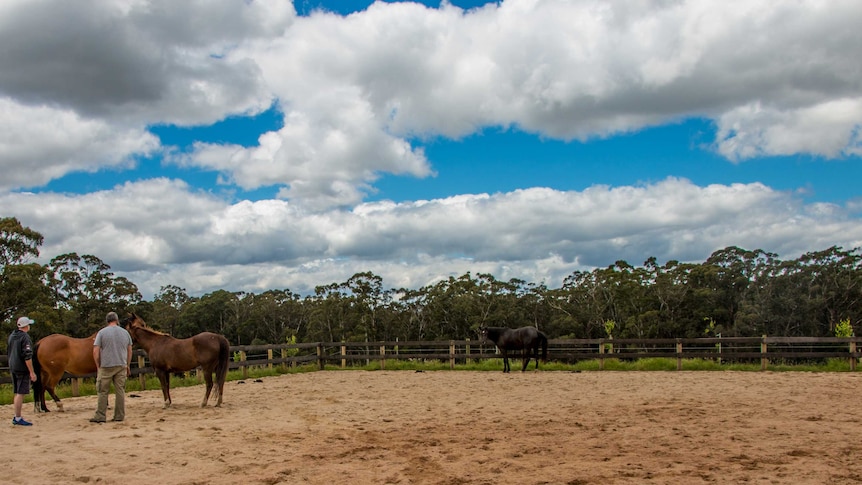 Two war veterans approach horses during an equine therapy session in central Victoria.