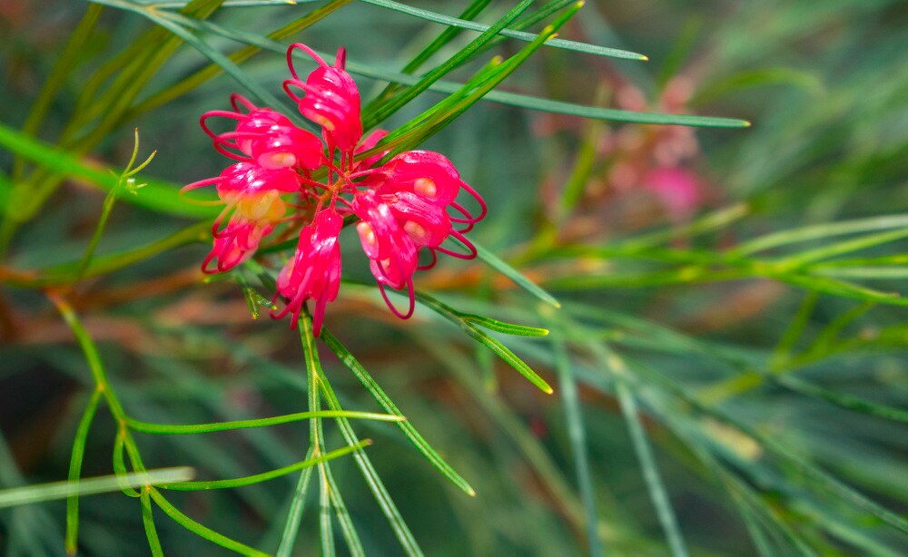 Growing, grafting and regrafting the key to colour for Bundaberg's