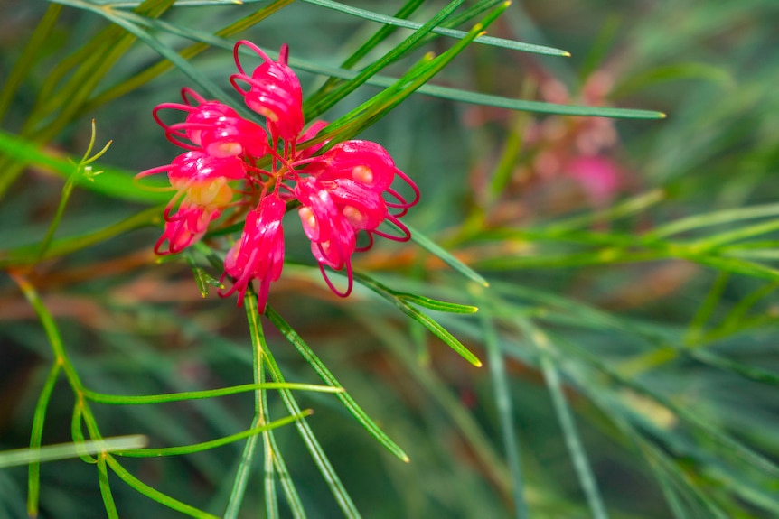 A close up of Grevillea Cherry Pie hybrid, with pink flowers curling in on themselves.