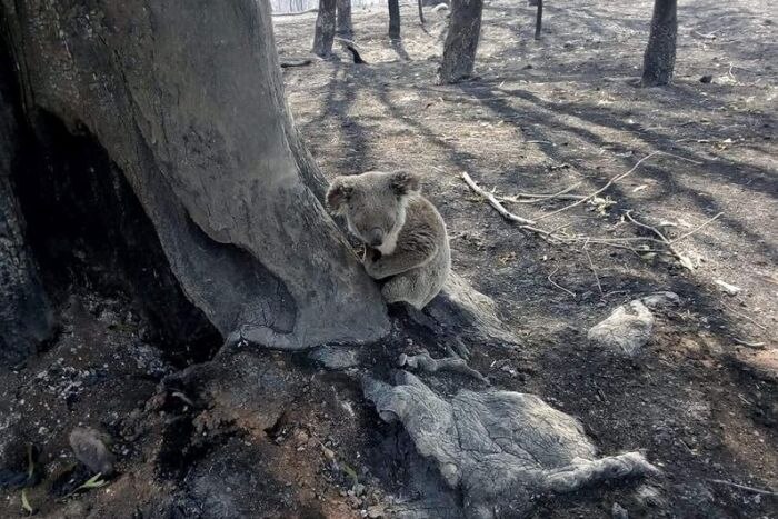 Koala yang berhasil diselamatkan dari kebakaran di pedalaman Queensland
