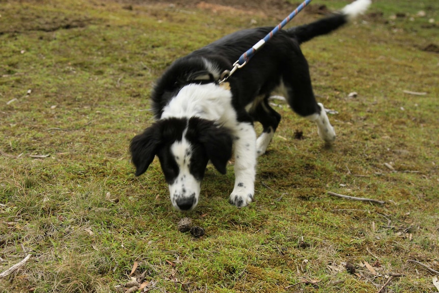 Zorro the border collie pup is training to sniff out evidence of Tasmanian masked owls.