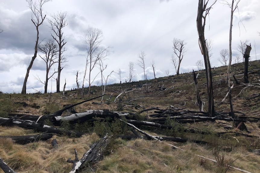 Aftermath of logging in Grove's Gap taken in 2019.