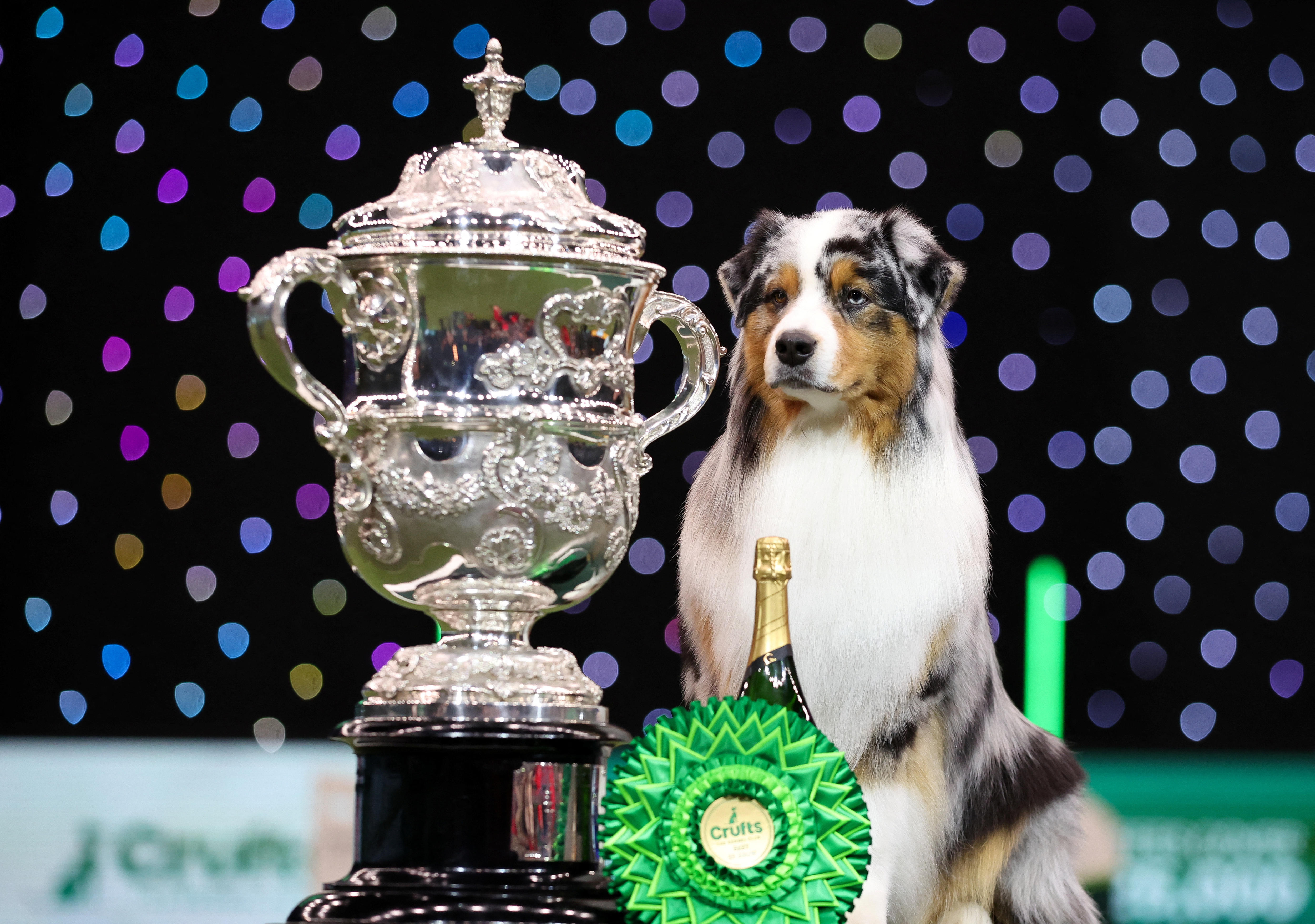 Australian shepherd named Viking crowned Best in Show at 2024 Crufts