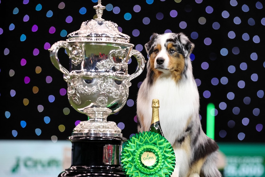 Australian Shepherd named Viking stands next to a large trophy, a bottle of champagne and a large ribbon.