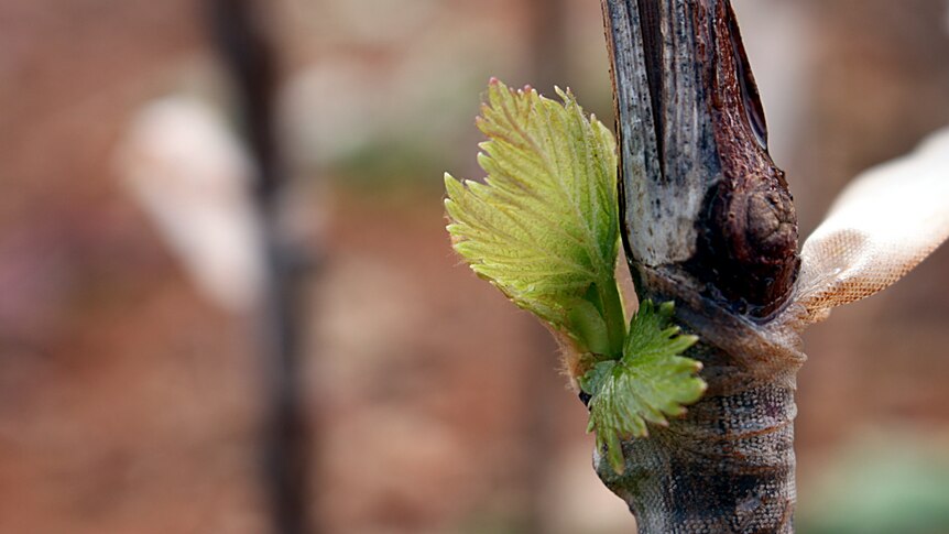 A close-up of new growth on a vine that has been bud-grafted.
