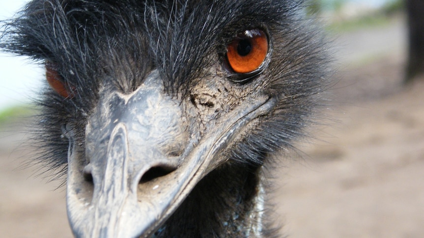 Close up of an emu's face