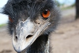 A close-up of an emu's face.