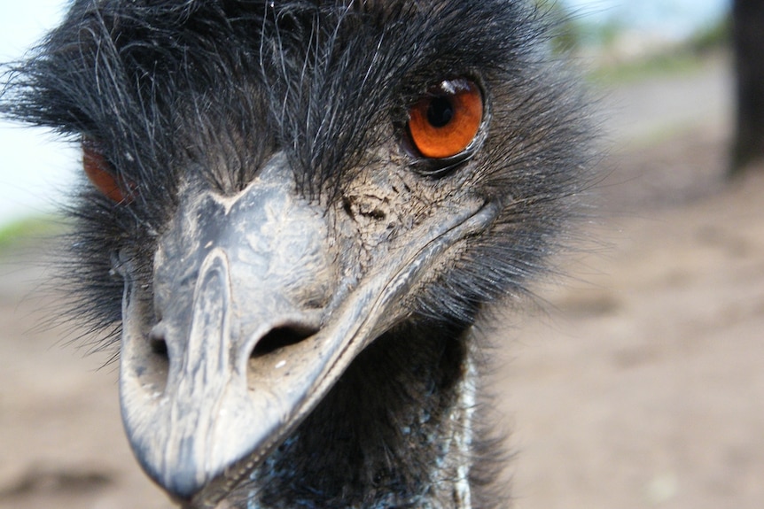 An emu stares into the lens of the camera.