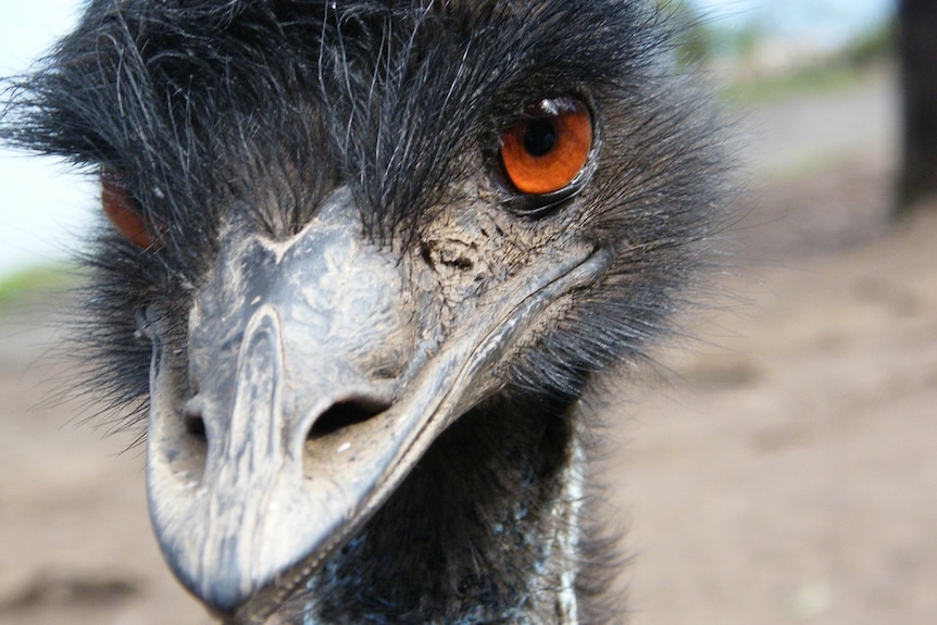 A tight shot of an emu