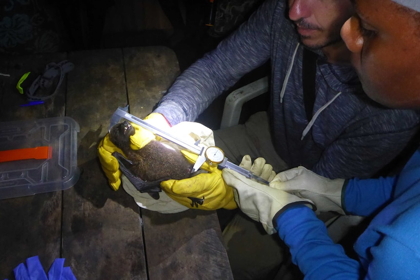 A man holds a bat while another measures his weight and length