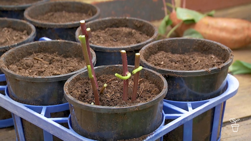 Plant cuttings in pots in tray