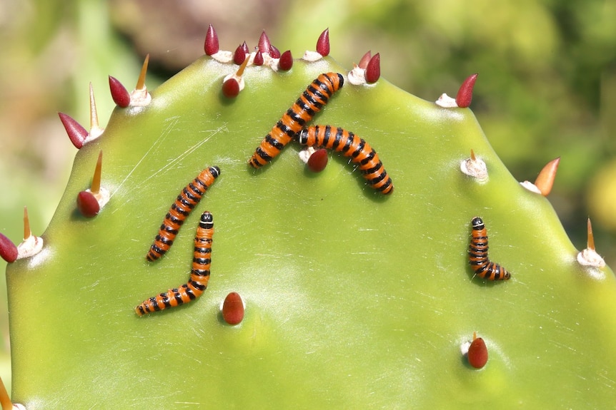 orange and black striped grub on cactus