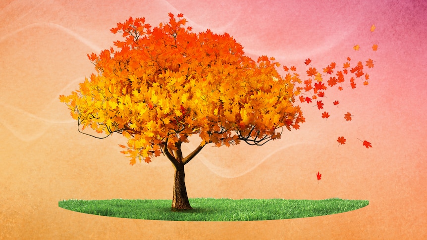 A tree with autumn leaves falling with an orange/pink background