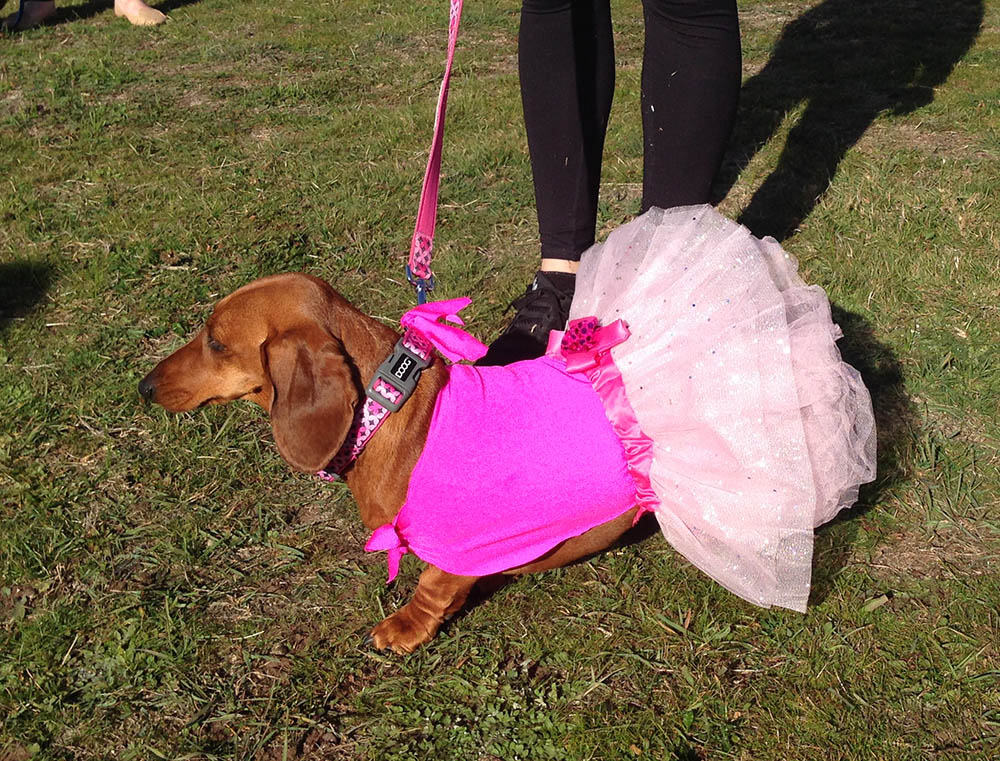 Sausage dogs set sizzling pace as Dachshunds dash for top dog honours