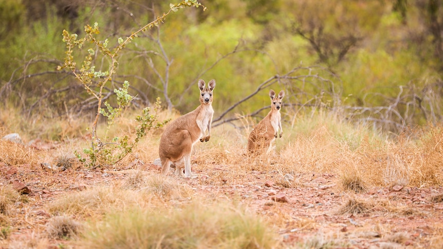 Two small kangaroos look at the camera, standing in shrubby dry bush.