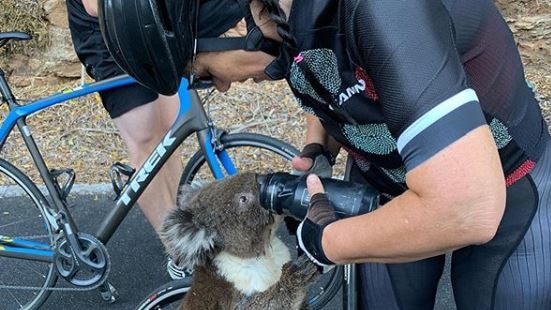 A cyclist feeding a koala water out of a drink bottle