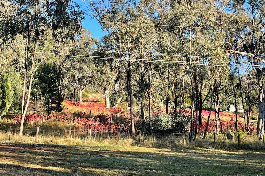 A paddock with trees and bushy, waist high plants with bell shaped orange-red flowers.