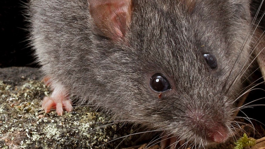 In the wild, the smoky mouse is limited to a few sites in Victoria and New South Wales.
