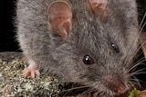 In the wild, the smoky mouse is limited to a few sites in Victoria and New South Wales.