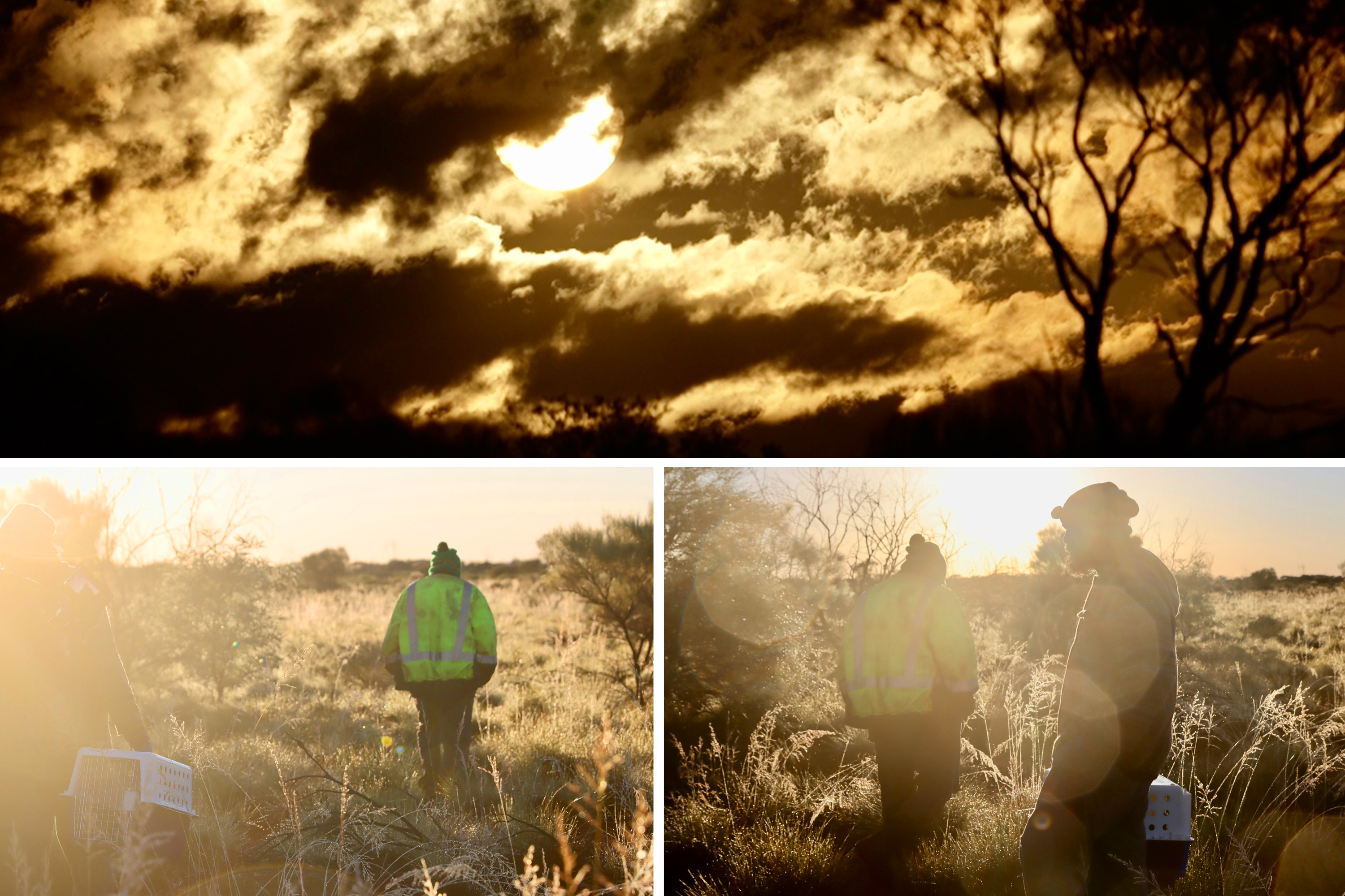 Composite shot of rangers working and walking through bushland late in the day