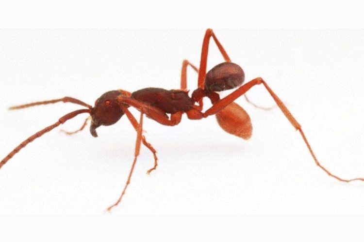 An ant with a beetle attached to its waist making it look like it has two butts