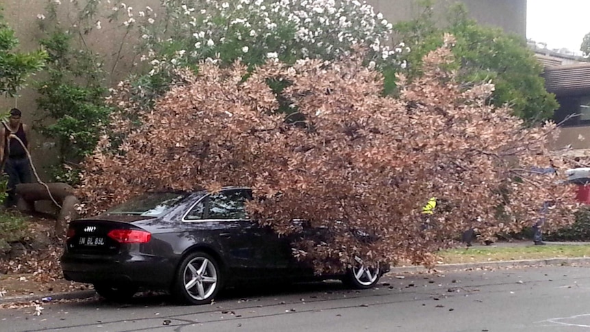 A tree lies on a car in Artarmon after strong winds in Sydney.