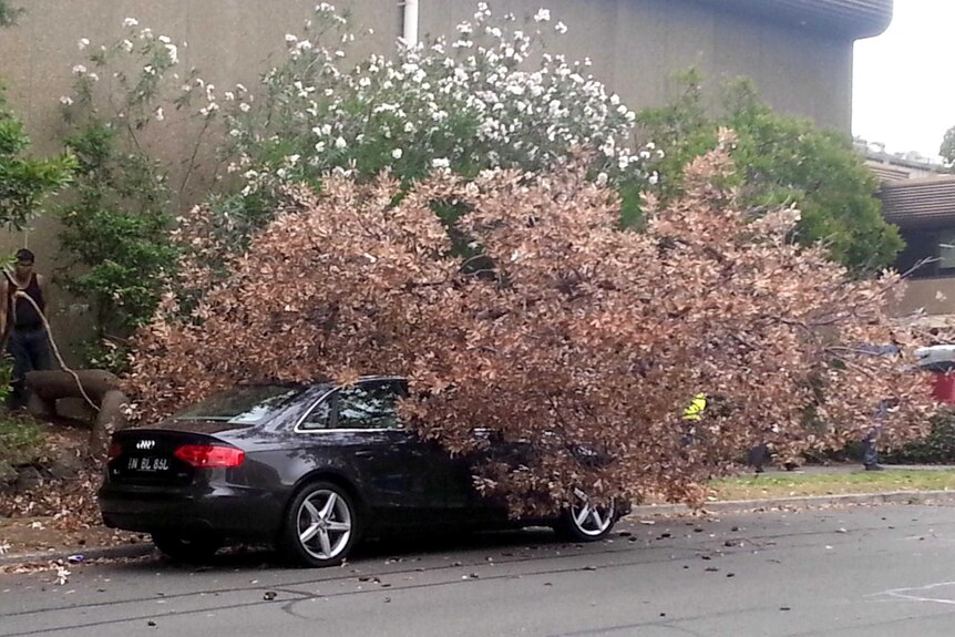 A tree lies on a car in Artarmon after strong winds in Sydney.