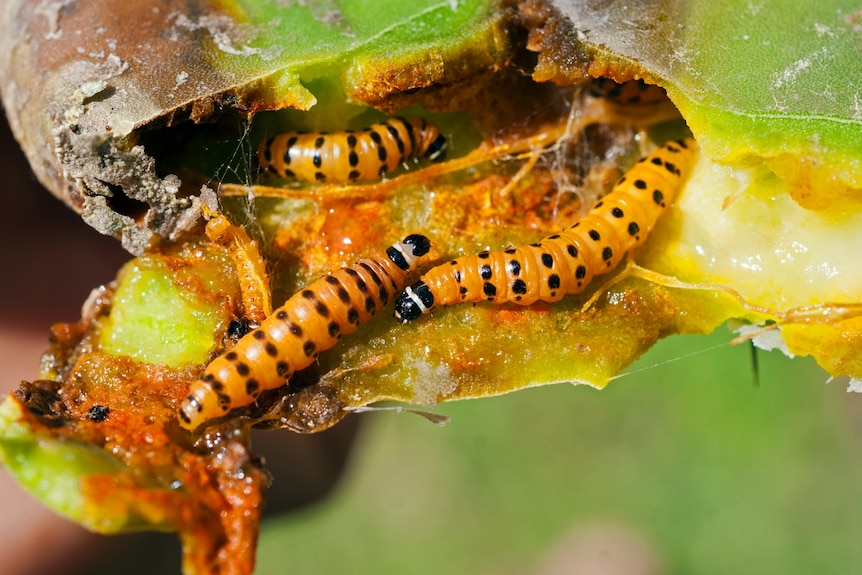 Larva eating a cactus leaf.