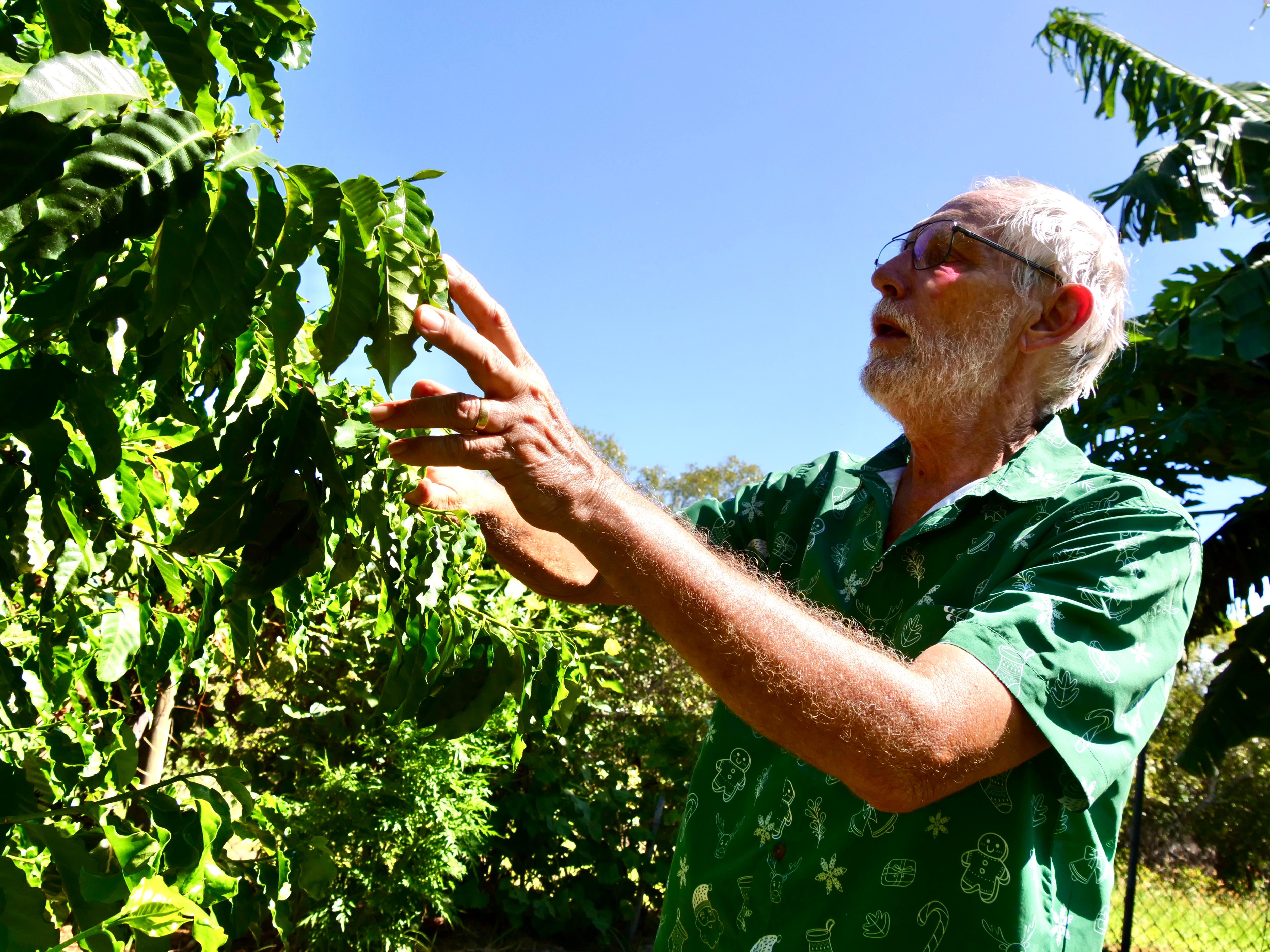 El hombre bajo el sol mira las hojas de una planta de café.