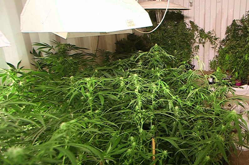 Cannabis plants allegedly found on a property near Grafton