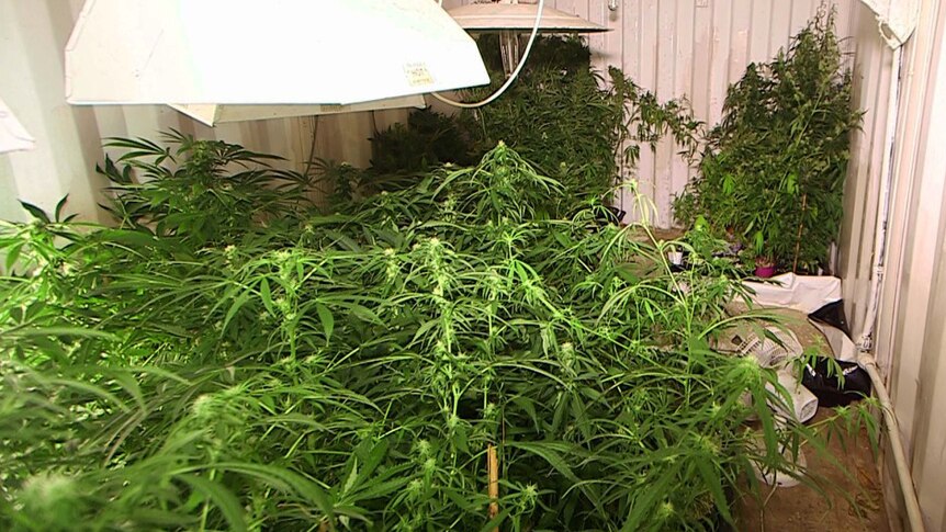 Cannabis plants allegedly found on a property near Grafton