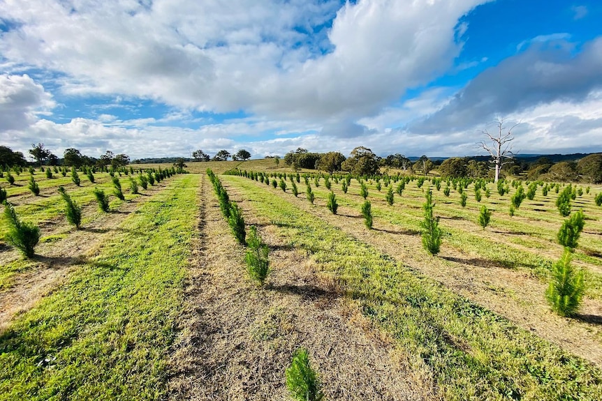 Rows of christmas trees in a paddock.