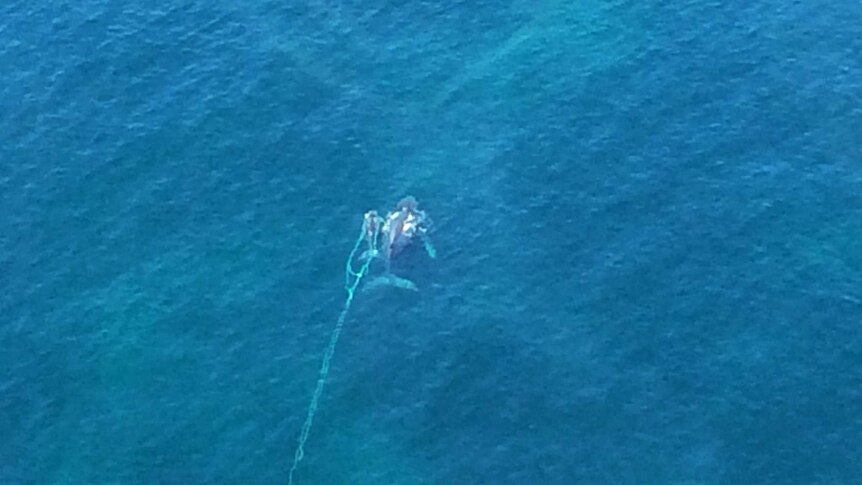 A whale calf stuck in a net