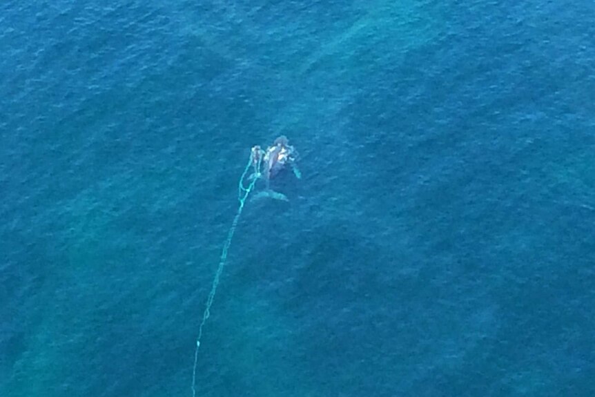 A whale calf stuck in a net off of the New South Wales South Coast, 12 October 2015