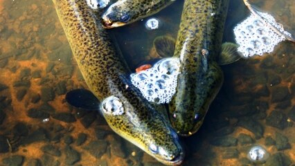 Eels gasping for air in a river with low oxygen levels.