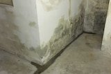 Rising damp on basement walls.